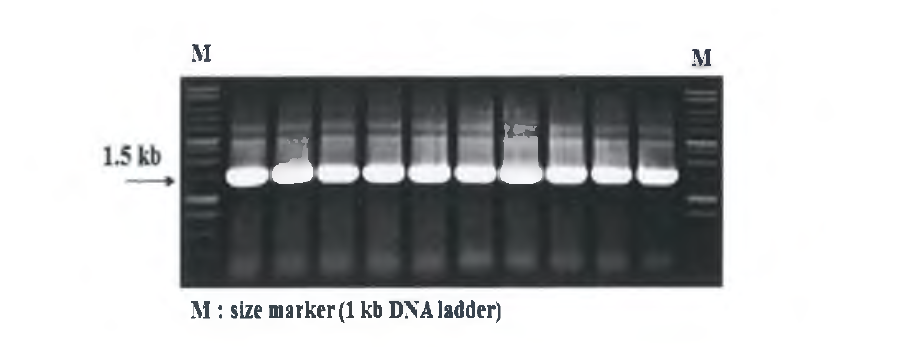 16S rDNA PCR 수행결과(Product: 약 1.5kb)