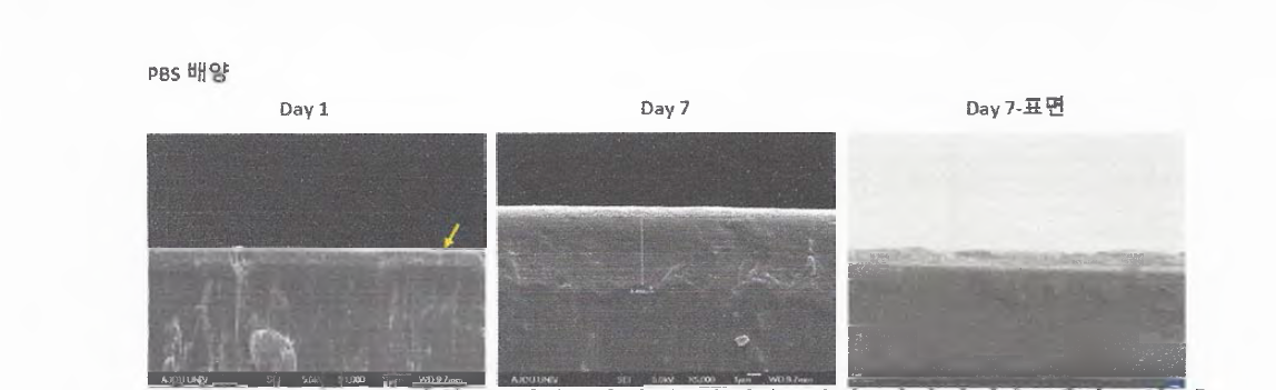 코팅막의 화학적 반응 안정성 확인을 위한 생리식염수 배양 7일 후 코팅 막 두께 및 표면 변화