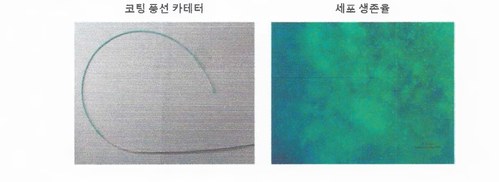 (좌) 코팅 풍선 카테터, (우) 코팅 풍선 카테터와 함께 배양한 중간엽 줄기세포의 생존 형광염색