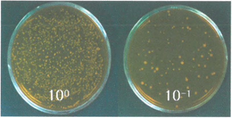 침채류 미생물 MRS 배지상 희석 배양 비율