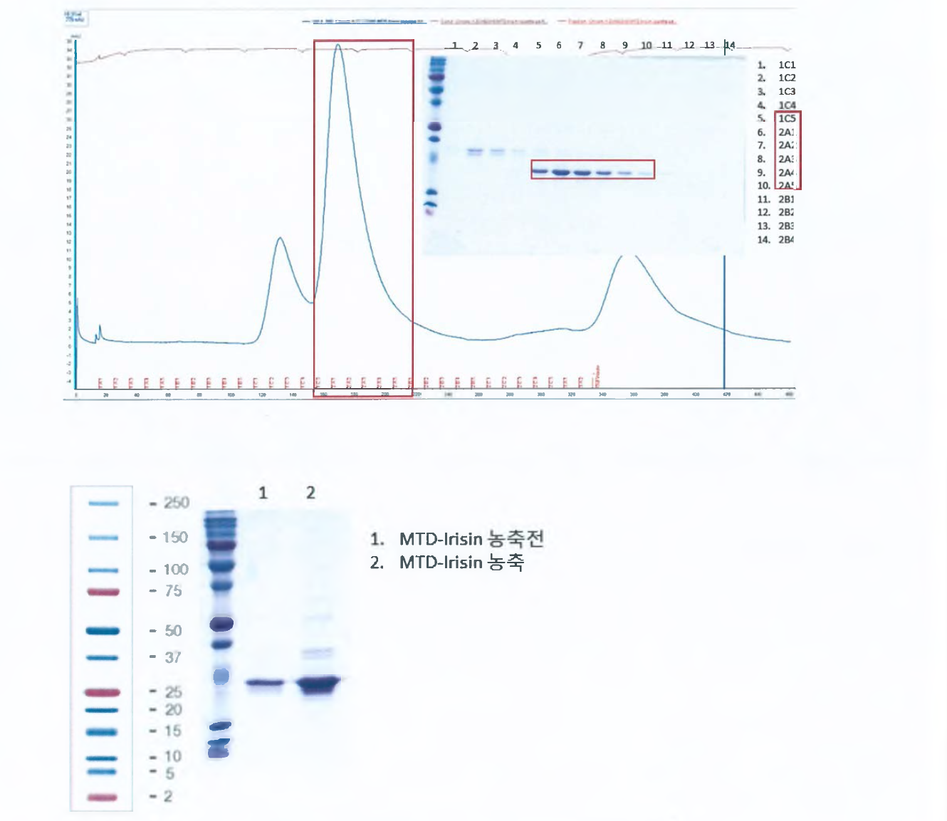 CTW-A 의 gel Filteration 및 최종농축