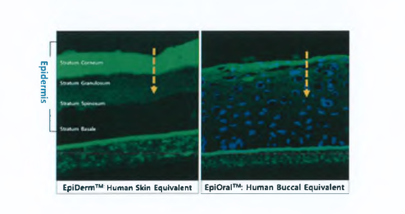 CTW-A 의 피부구성물 및 인공피부 투과능 확인