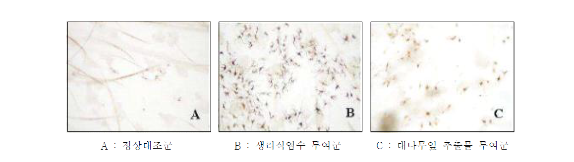 대나무잎 추출물의 멜라닌 세포 생성 억제효과