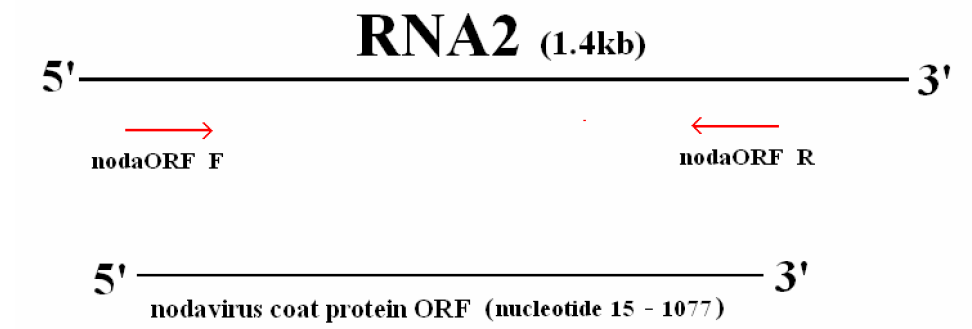 어류노다바이러스의 RNA2 게놈유전자의크기와 PCR primers의 위치.