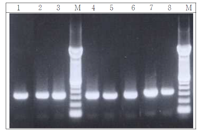 감염된 조직에서 RT-PCR 아가로즈겔 전기영동.