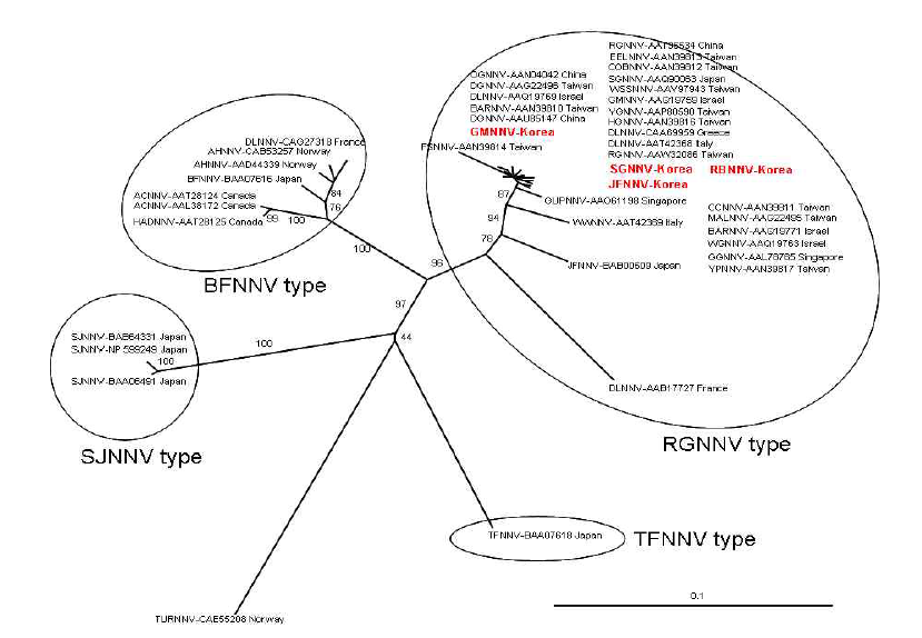 막단백질 유전자 및 아미노산 서열을 이용한 노다바이러스 유연관계.