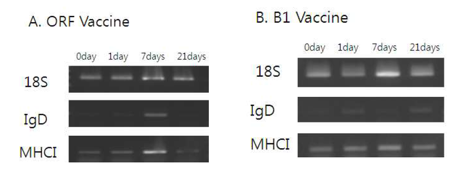 백신처리에 따른 면역관련 유전자의 발현. A; ORF 백신, B; B1 백신.
