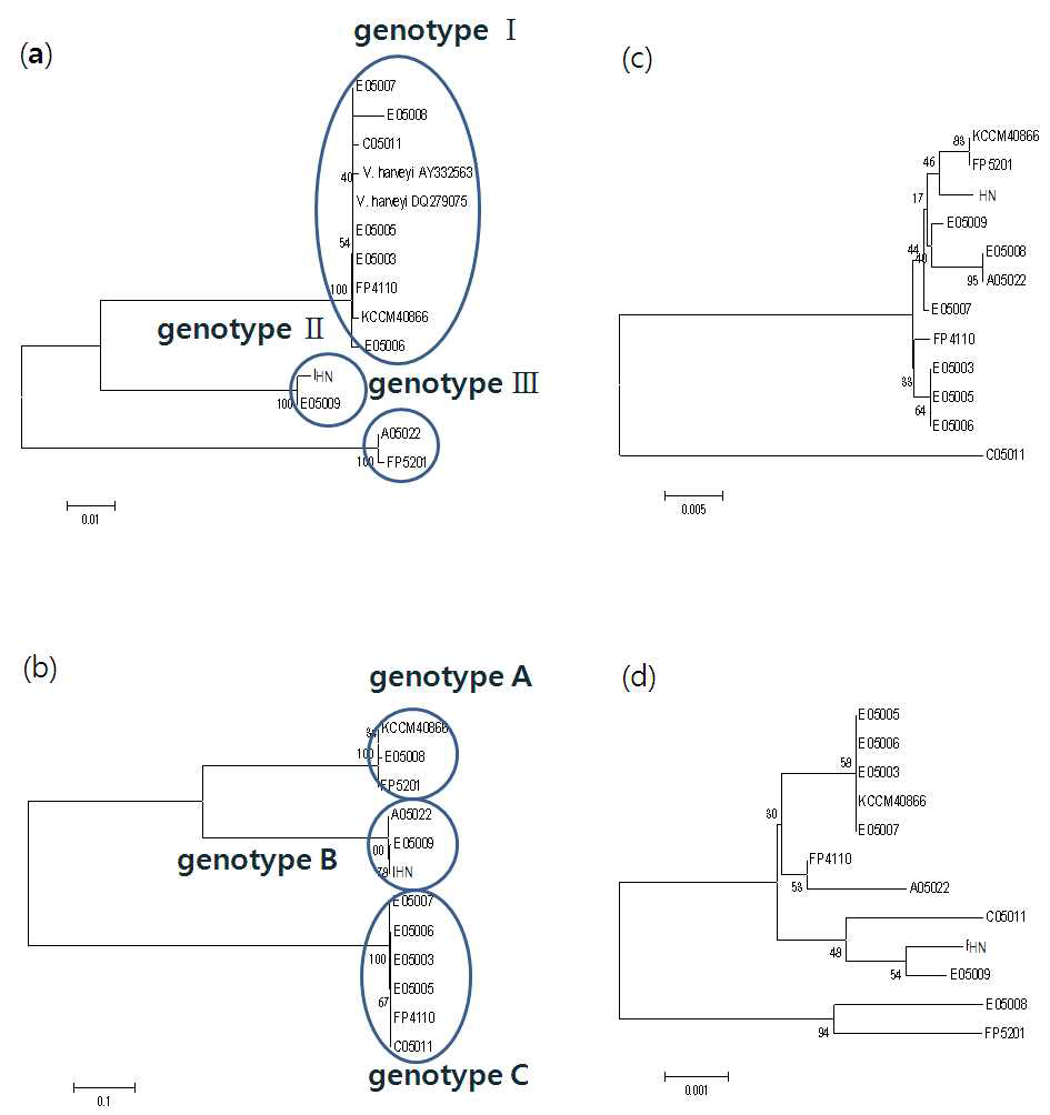 Vibrio harveyi 분리균주의 ompK(A), ompU(B), ompV(C), ompW(D) 유전자의 비교.