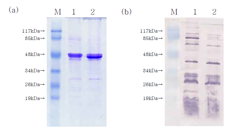 In vivo 배양 후 V. harveyi omp의 SDS-PAGE(a)와 western blotting(b) 비교. 1. in vivo 배양된 Vibrio harveyi; 2. in vivo 배양 전 V. harveyi.