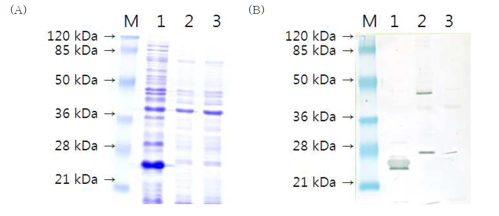 E. coli BL21에서 pET32a-ompW 발현의 SDS-PAGE(A)와 Westerrn blotting(B) 분석