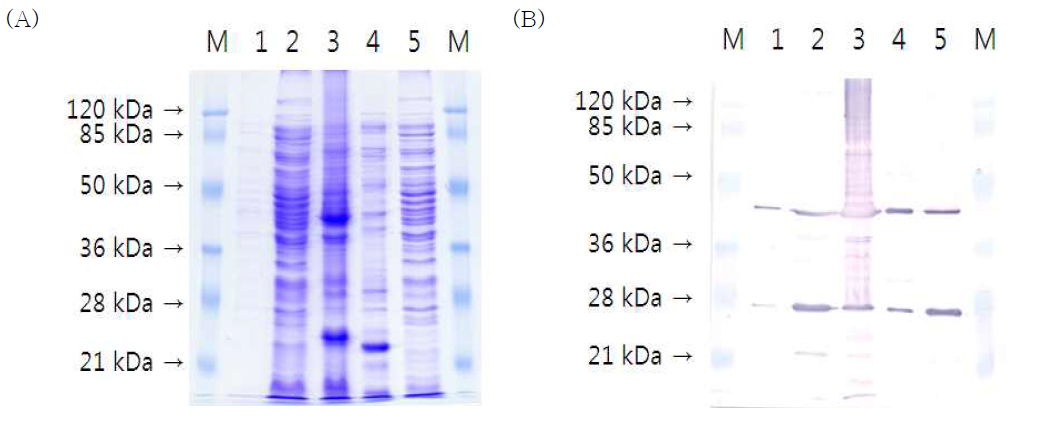 E. coli BL21에서 pET32a-ompW 발현의 SDS-PAGE(A)와 Westerrn blotting(B) 분석.
