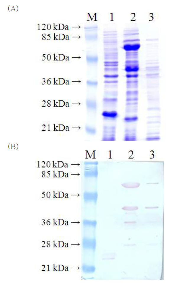 E. coli BL21에서 pET32a-ompU 발현의 SDS-PAGE(A)와 Westerrn blotting(B) 분석.