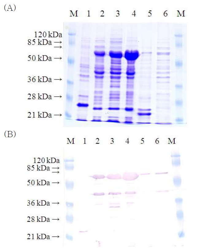 E. coli BL21에서 pET32a-ompU 발현의 SDS-PAGE(A)와 Westerrn blotting(B) 분석.