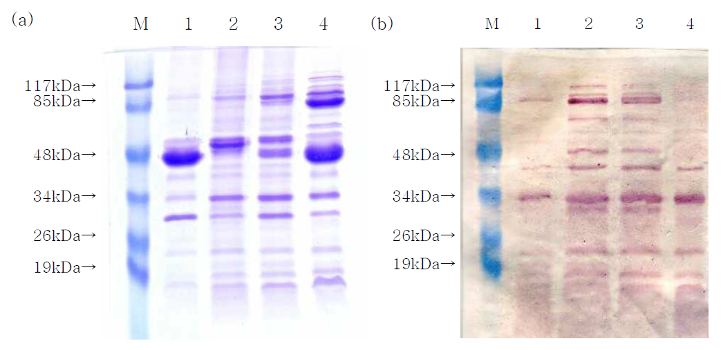 철결핍 조건 배양 후 V. harveyi omp의 SDS-PAGE(a)와 western blotting(b) 비 교.
