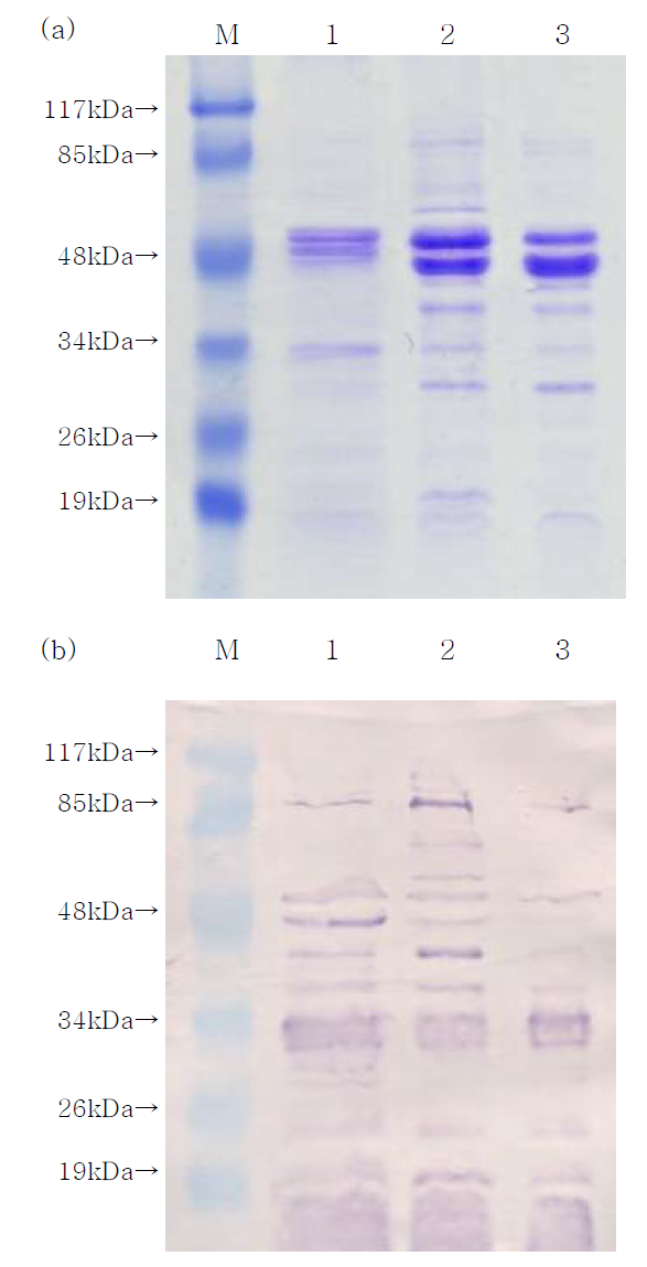 배양시간별 V. harveyi omp의 SDS-PAGE(a)와 western blotting(b) 비교. M, protein marker; 1, 24시간; 2, 48시간; 3. 72시간
