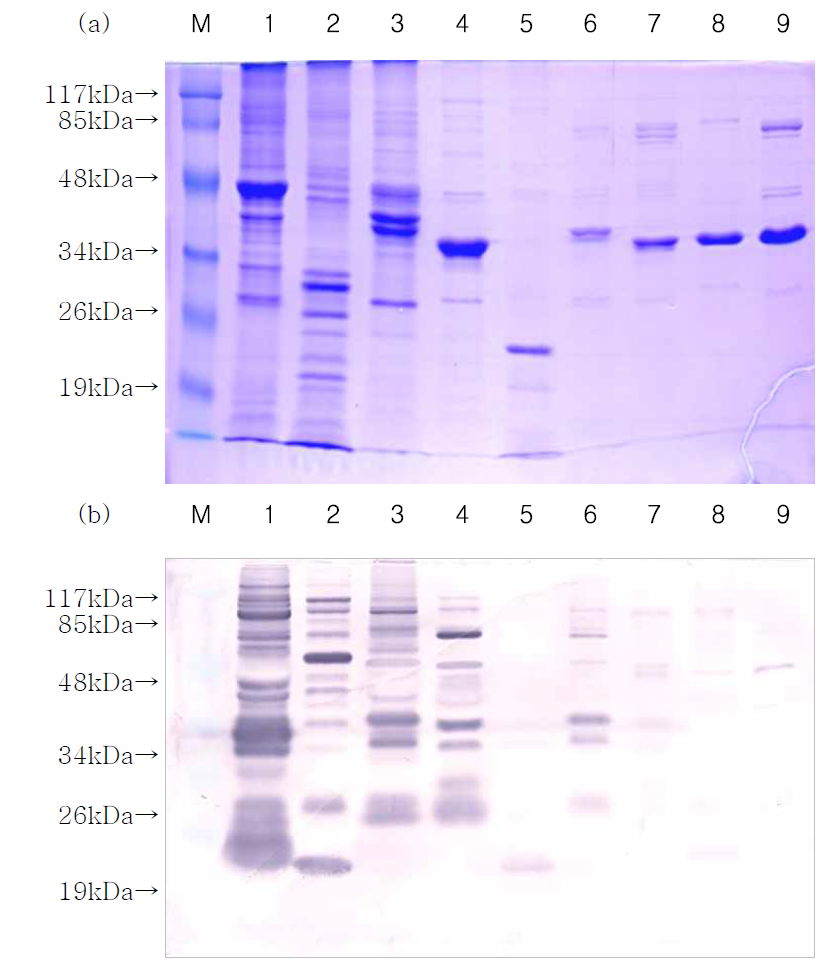 SDS-PAGE(a)와 western blotting(b)에 의한 비브리오속 세균의 세포외막단백질 항원성 비교.