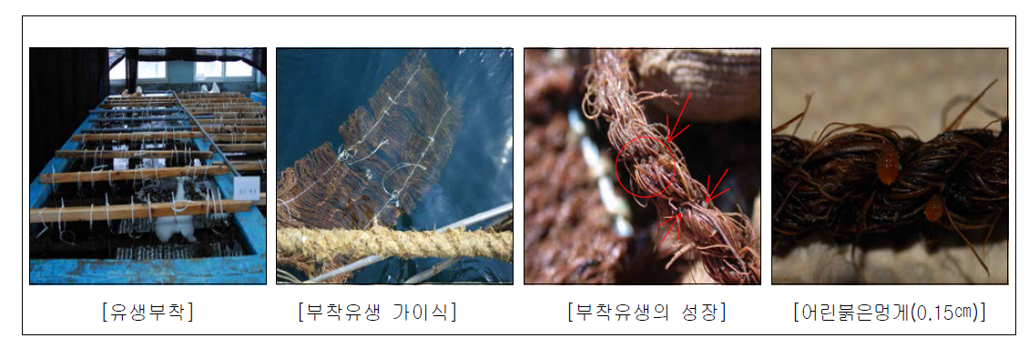 붉은멍게 유생부착 및 가이식 단계 어린붉은멍게 성장