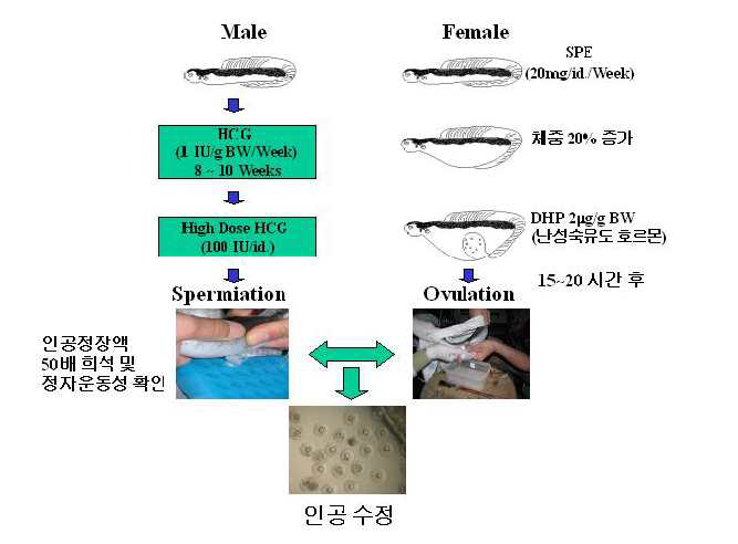 [보고서]수산생물 호르몬 분석 및 대사작용 연구