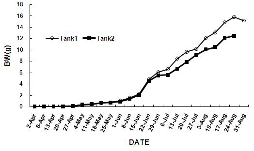 Tank 1과 2의 새우의 누적 주간 체중 변화.