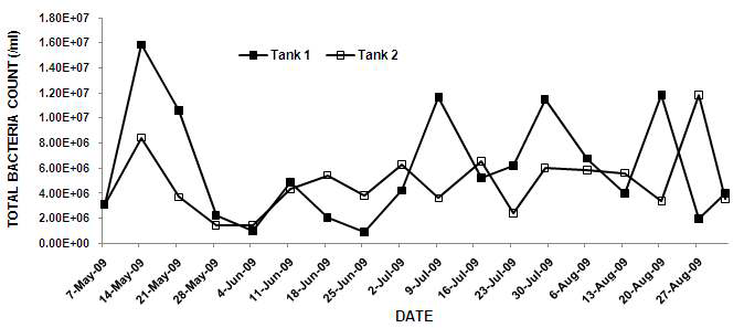 Tank 1과 2의 총세균수의 변화.