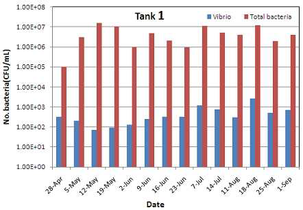 Tank 1의 총세균수와 비브리오 수의 비교.
