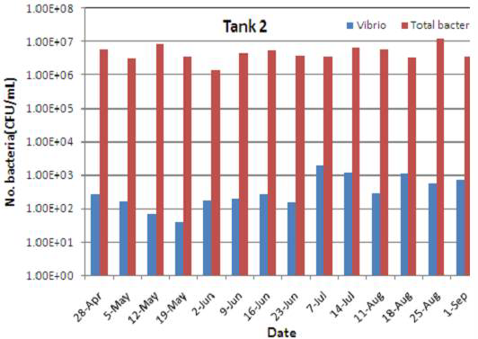 Tank 2 사육수의 총세균수와 비브리오 수의 비교.