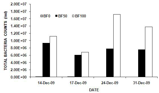 Biofloc 시험구의 총세균수(DAPI 형광염색, x1,000)