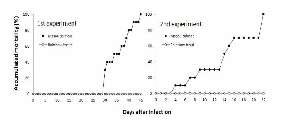 수온 10℃에서 백점충을 감염시킨 무지개송어, 산천어의 누적폐사율