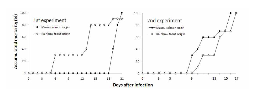 수온 17℃에서 자연감염된 백점충(theronts) 감염시킨 무지개송어, 산천어의 누적폐사율