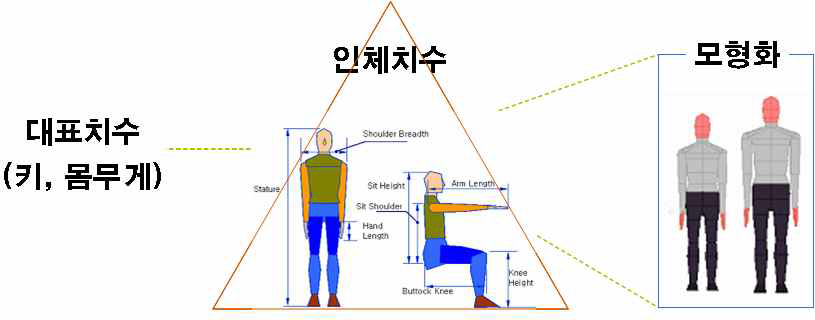 대표치수를 이용한 인체모형화 개요