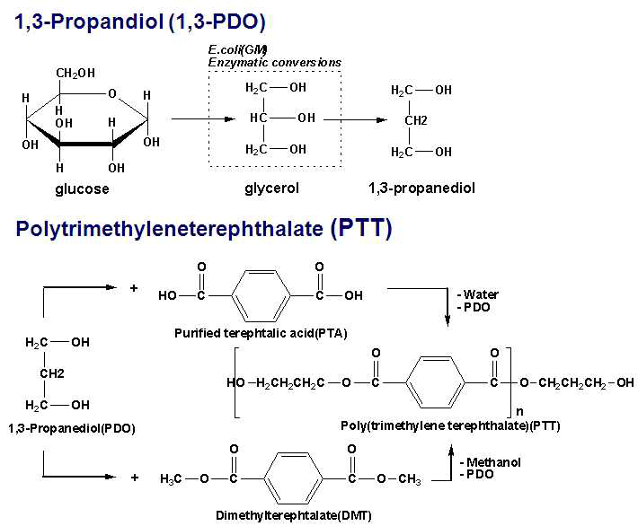 바이오 기술에 의한 1,3-Propane diol 생산과 PTT 제조 방법