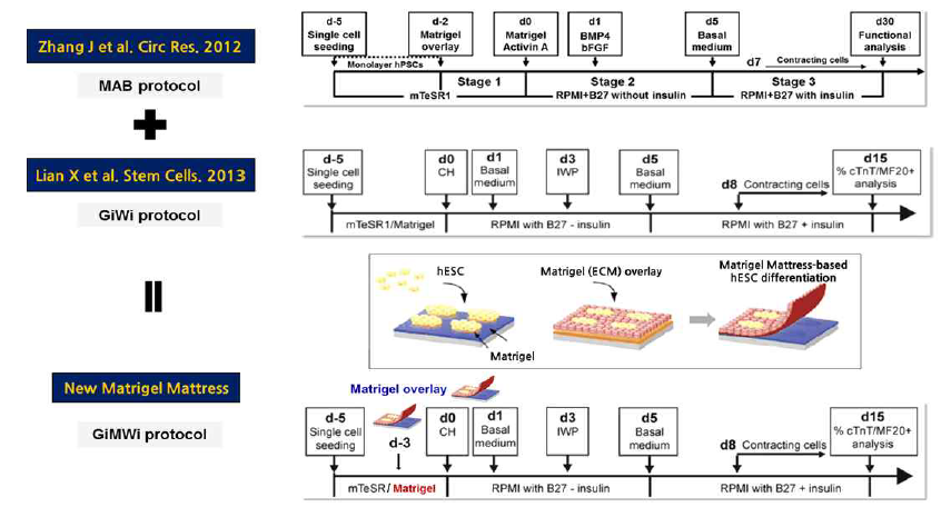 자체개발한 고효율 심근세포 분화법 모식도