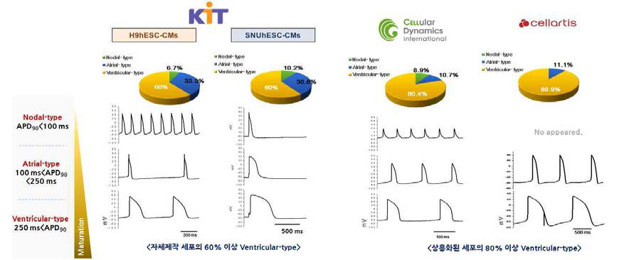 활동전위기간을 기준으로 한 분화심근세포의 유형분석 (노드형/심방형/심실형)