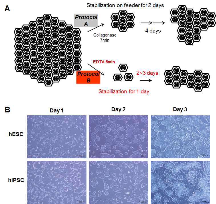 인간 전분화능줄기세포주의 feeder-free 배양시스템 확립(A, protocol B) 및 세포형태
