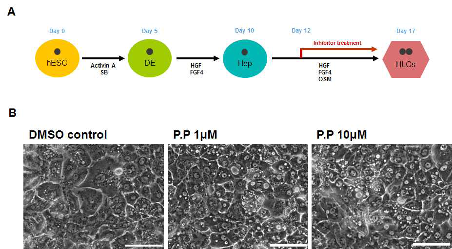 인간전분화능 줄기세포 유래 간세포 분화과정동안 Aurora A Kinase inhibitor인 Phthalazinone pyrazole (PP)에 의한 간세포 형태학적 개선