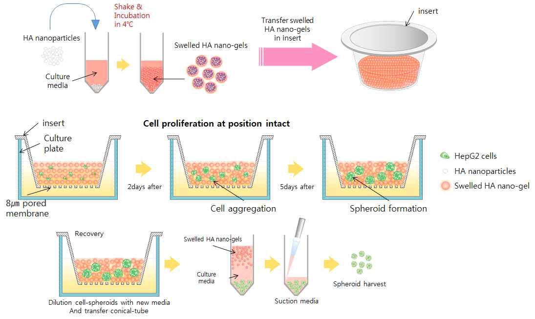 HA nanoparticle을 함유한 고체배양액(solid media) 기반 스페로이드 배양기술