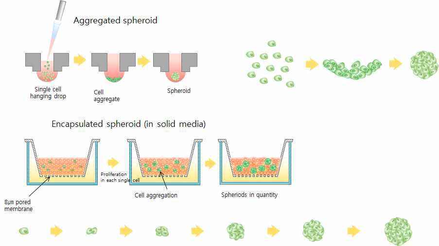 현적배양법과 고체배지 기반 스페로이드 형성법의 차이
