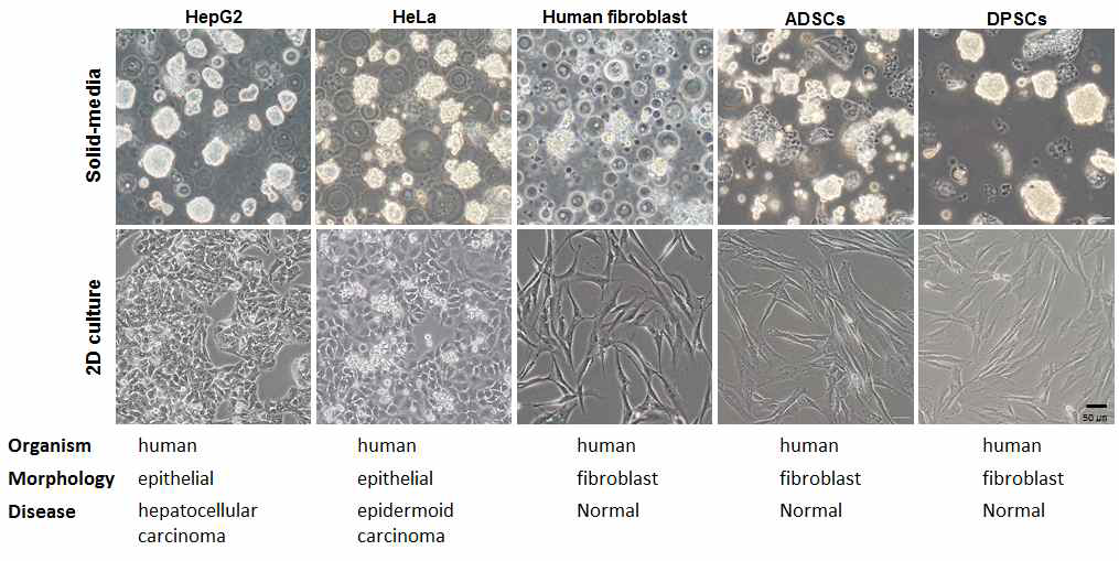 다양한 세포주를 이용한 고체배지 기반 스페로이드 제작