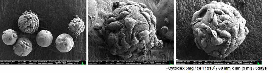 Cytodex미립체에 붙어 있는 HepG2 세포에 대한 SEM 이미지 사진