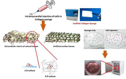 콜라겐스폰지 기반 3D인공심장시험체 제작
