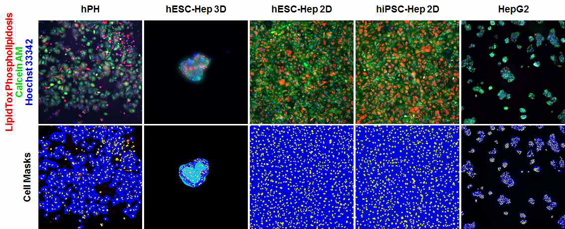 HCS 기반 인지질증 검출 및 분석을 위한 성체간세포(hPH), 인간 전분화능줄기세포 유래 간세포(hESC-Hep, hiPSC-Hep), 간암세포주(HepG2)에서의 조건 확립