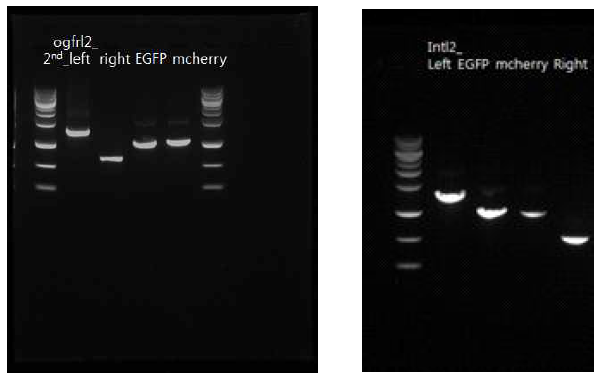 ogfrl2와 Intl2 유전자의 left arm과 right arm, EGFP, mcherry의 PCR product