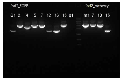 Intl2 유전자의 left arm과 right arm, EGFP, mcherry의 SLIC