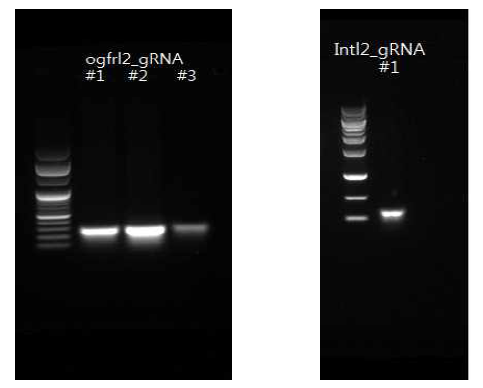 정제한 ogfrl2_gRNA, Intl2_gRNA