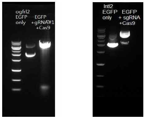 gRNA, Cas9 단백질과 반응시킨 donor vector