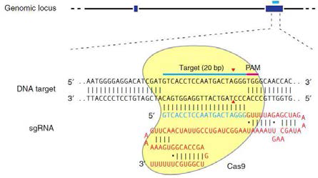 RNA-guided Cas9 nuclease의 모식도