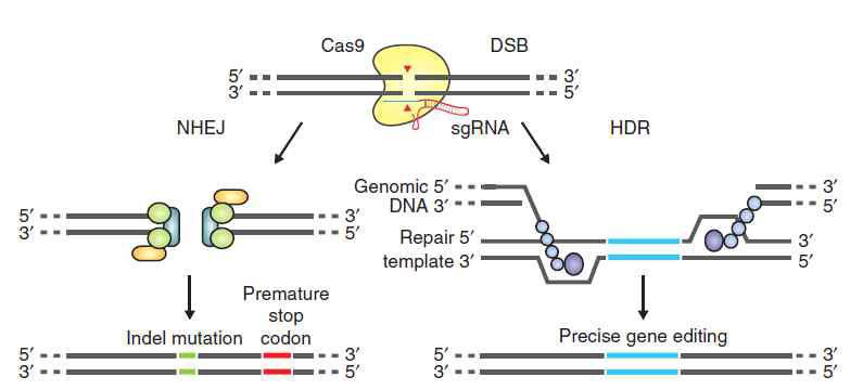 CRISPR-Cas9-based gene editing