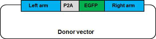 Donor vector의 모식도