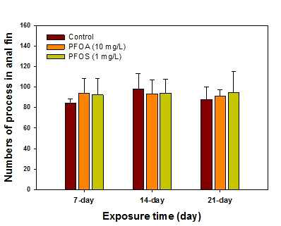 21일 동안 PFOA (2015 선행연구)와 PFOS에 노출된 medaka 수컷 anal fin에서의 돌기 수