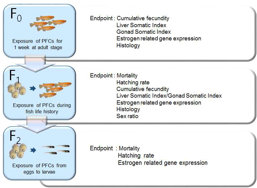 일본송사리를 이용한 다세대 내분비계교란영향 연구의 흐름도 및 각 단계 별 관찰 endpoint